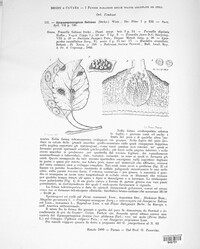 Gymnosporangium sabinae image